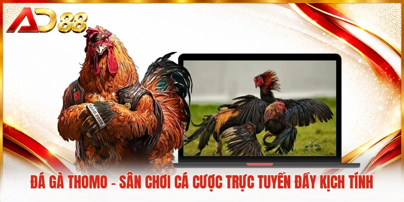 Đá Gà Thomo - Sân Chơi Cá Cược Trực Tuyến Đầy Kịch Tính Đá gà Thomo
